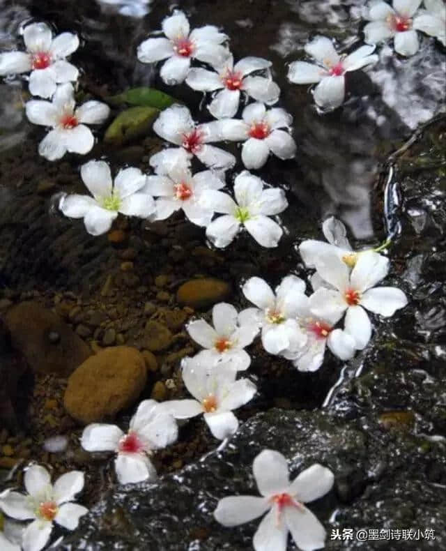 墨剑出句：袖手旁观花落去；恭请下联！