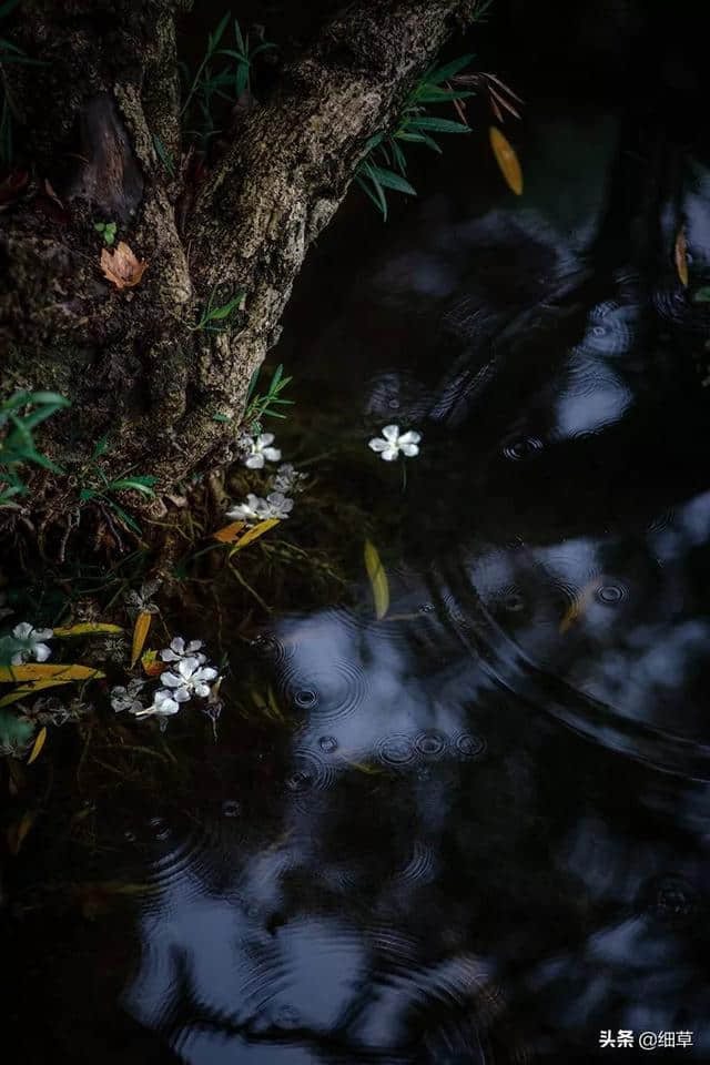 摄影里的意境美：花自飘零水自流