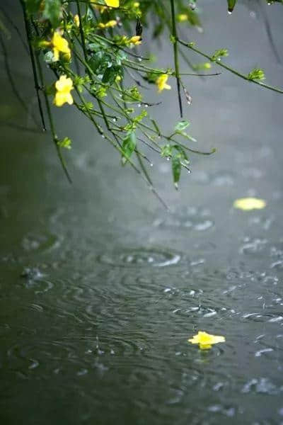 「散文」花自飘零水自流/芳子