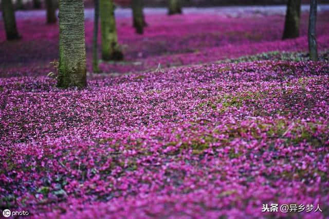 上联：花落蝶飞去，下联等你来对