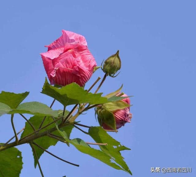 第二届天府芙蓉花节28日开幕 3000万株花卉形成“花重锦官”盛宴