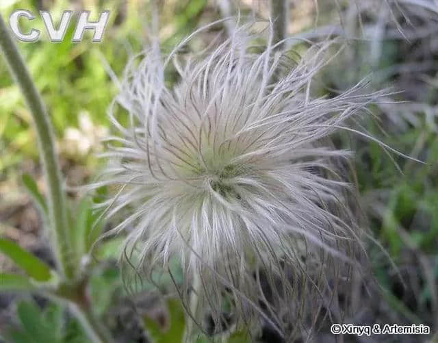 七十二种漂亮的花，附带名称，太好了，快分享给朋友吧！