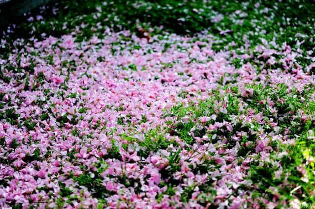 晶莹剔透花落去