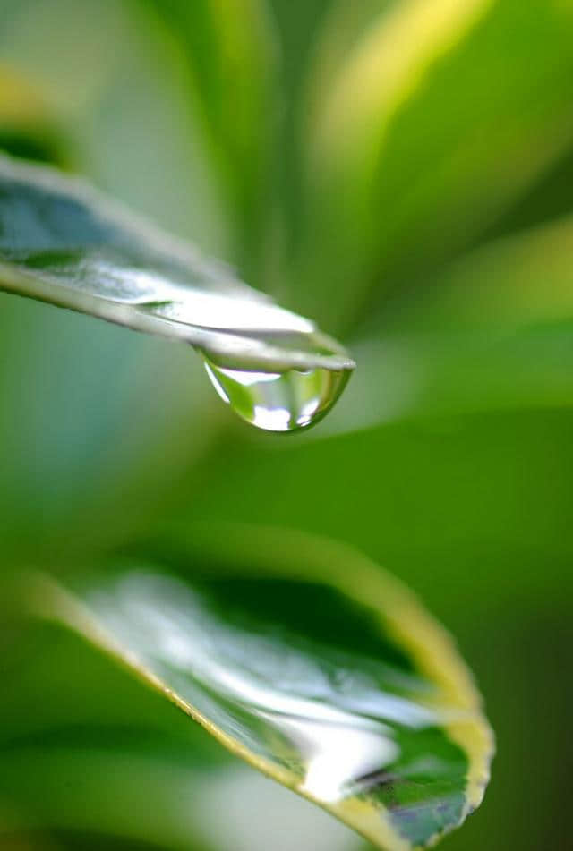 晶莹剔透花落去