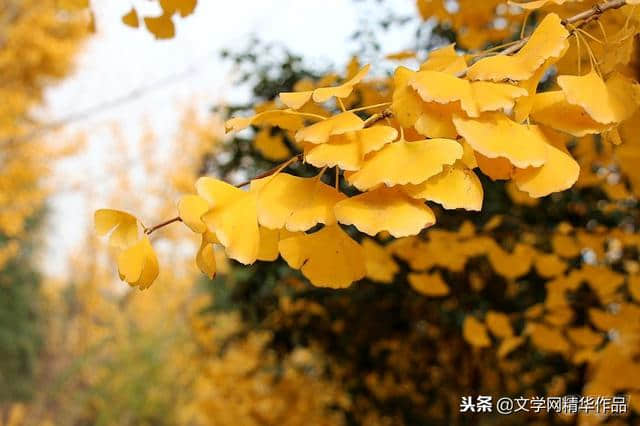 「配背景音乐」花飞花落花满天