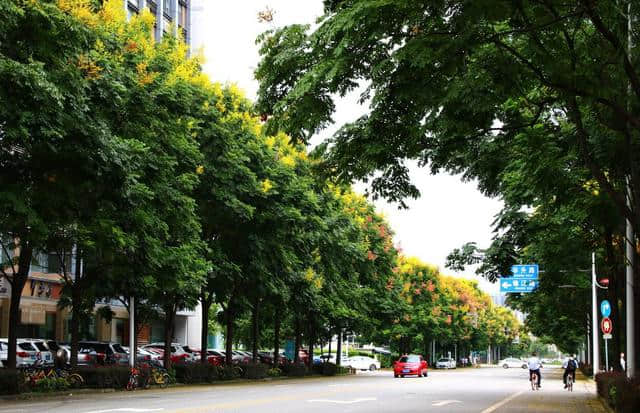 花重锦官 特色道路——栾树篇