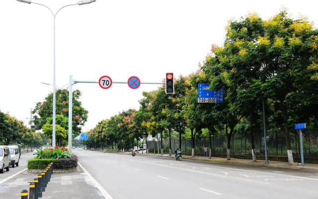 花重锦官 特色道路——栾树篇