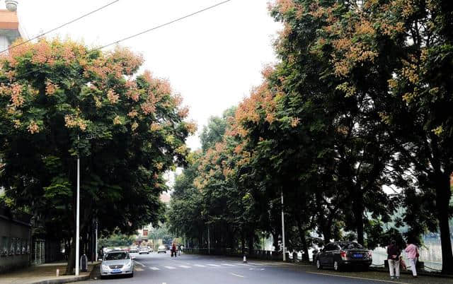 花重锦官 特色道路——栾树篇