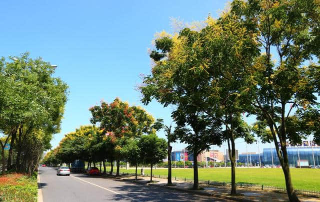 花重锦官 特色道路——栾树篇