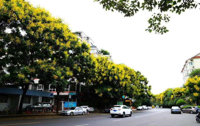 花重锦官 特色道路——栾树篇