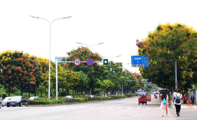 花重锦官 特色道路——栾树篇