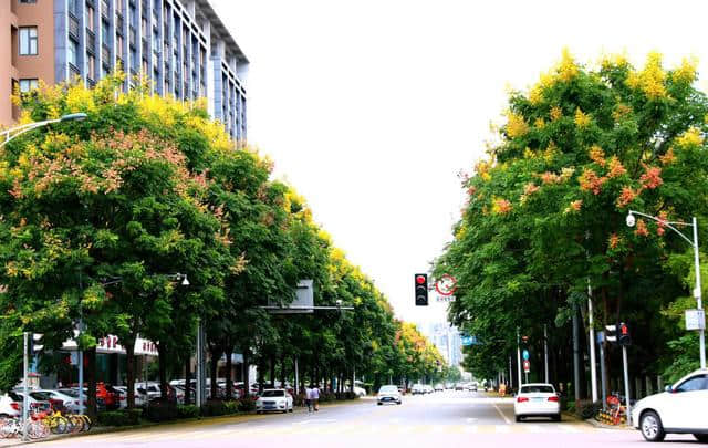 花重锦官 特色道路——栾树篇