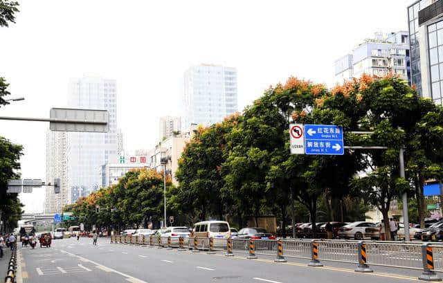 花重锦官 特色道路——栾树篇