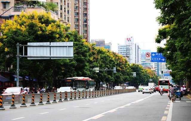 花重锦官 特色道路——栾树篇