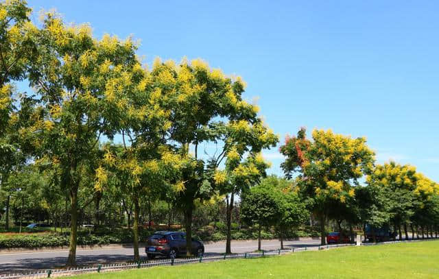 花重锦官 特色道路——栾树篇