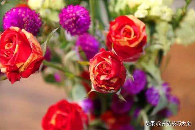 花想容：美白保湿祛斑的护肤精灵——玫瑰花