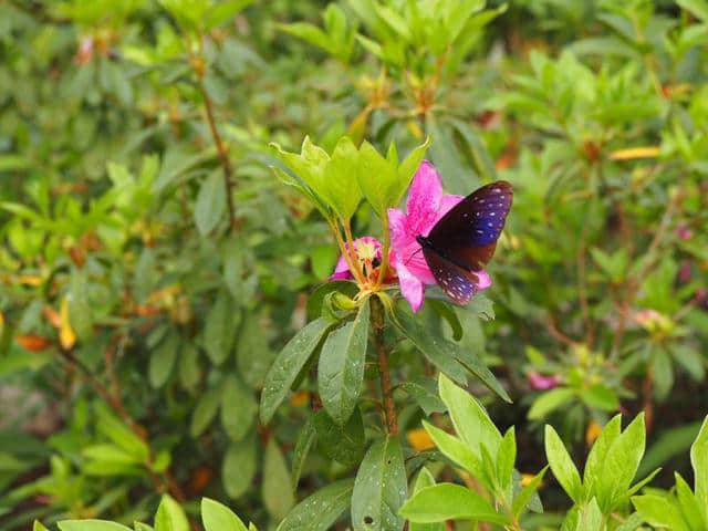 花与蝶之恋