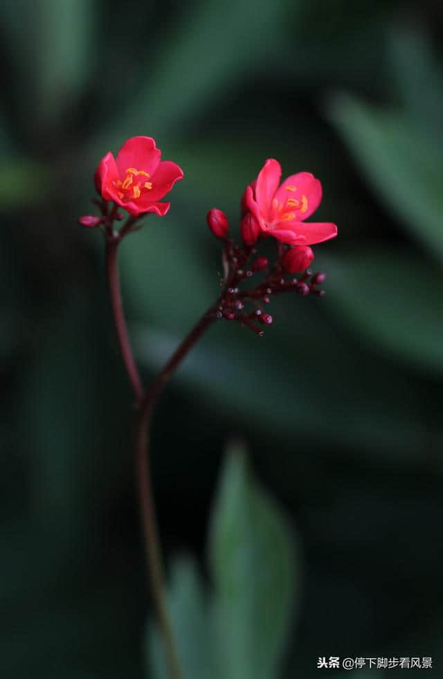 花开自有时，花谢归有期