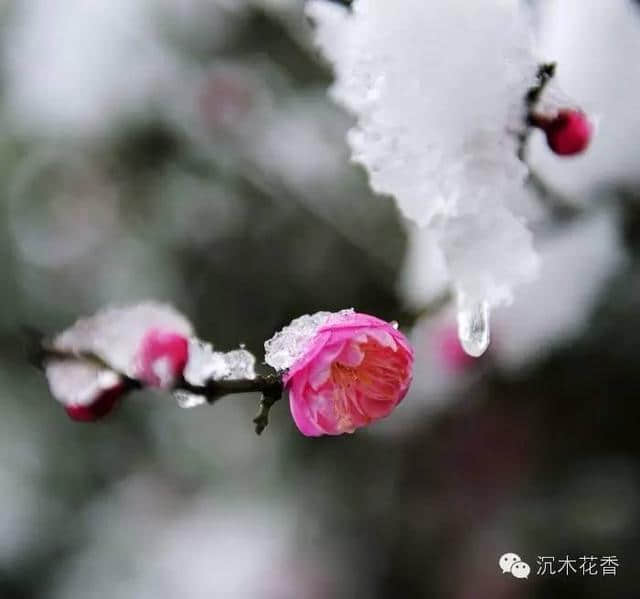 哀艳凄婉的爱情绝唱：词里花间《花月痕》