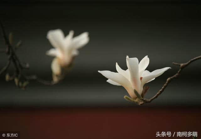 菊花词：宁可枝头抱香死，何曾吹落北风中