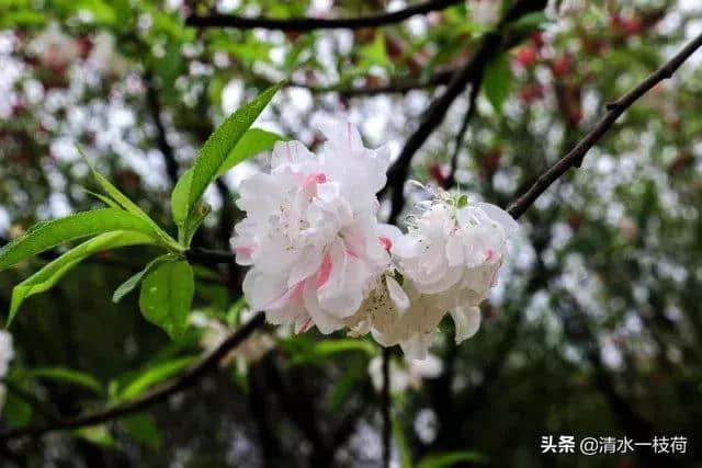 朗诵｜苏轼《花影》诵读：清荷