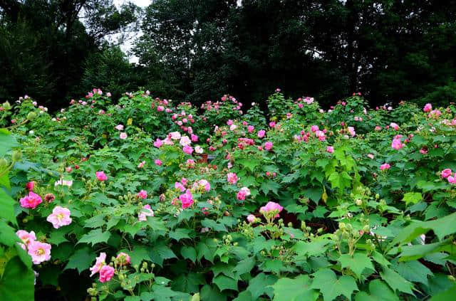 花重锦官 增量提质——芙蓉篇