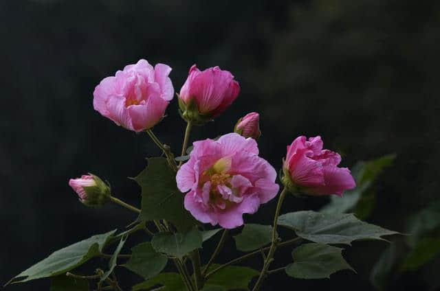 花重锦官 增量提质——芙蓉篇