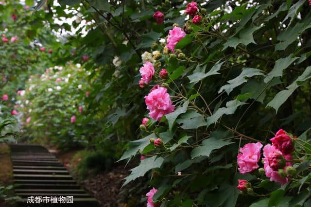 花重锦官 增量提质——芙蓉篇