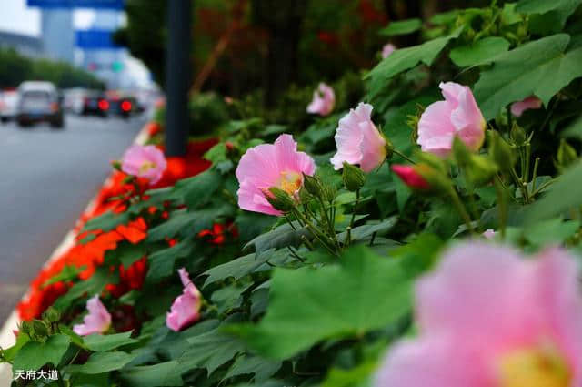 花重锦官 增量提质——芙蓉篇