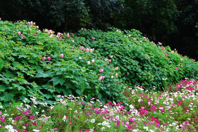 花重锦官 增量提质——芙蓉篇