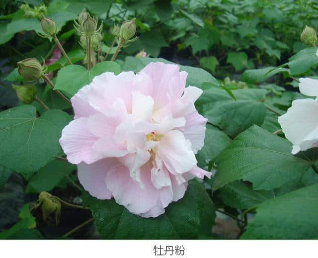 花重锦官 增量提质——芙蓉篇