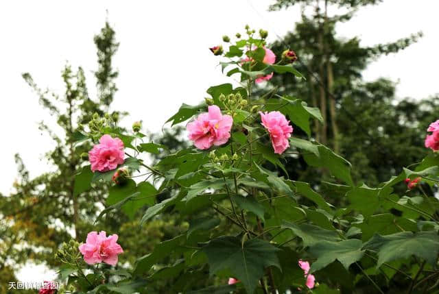 花重锦官 增量提质——芙蓉篇