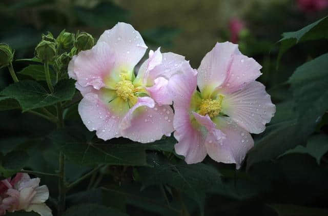 花重锦官 增量提质——芙蓉篇