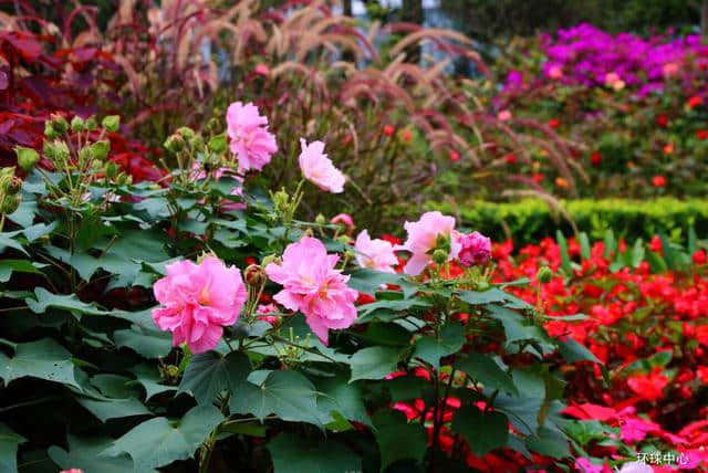 花重锦官 增量提质——芙蓉篇