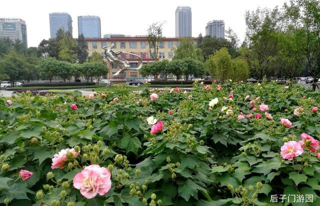 花重锦官 增量提质——芙蓉篇