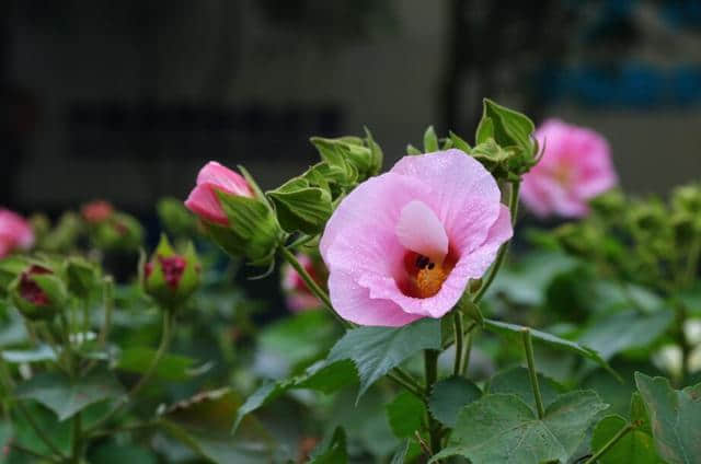 花重锦官 增量提质——芙蓉篇