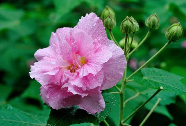 花重锦官 增量提质——芙蓉篇