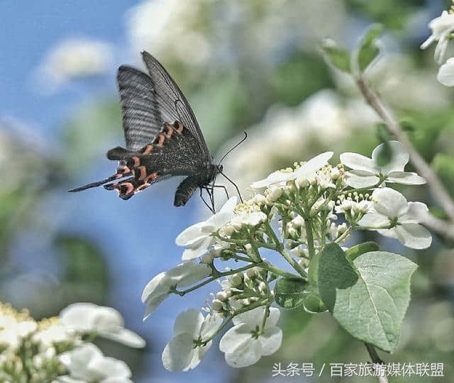 邂逅虎凤蝶与琼花的缠绵悱恻，感悟蝶与花的轮回爱情