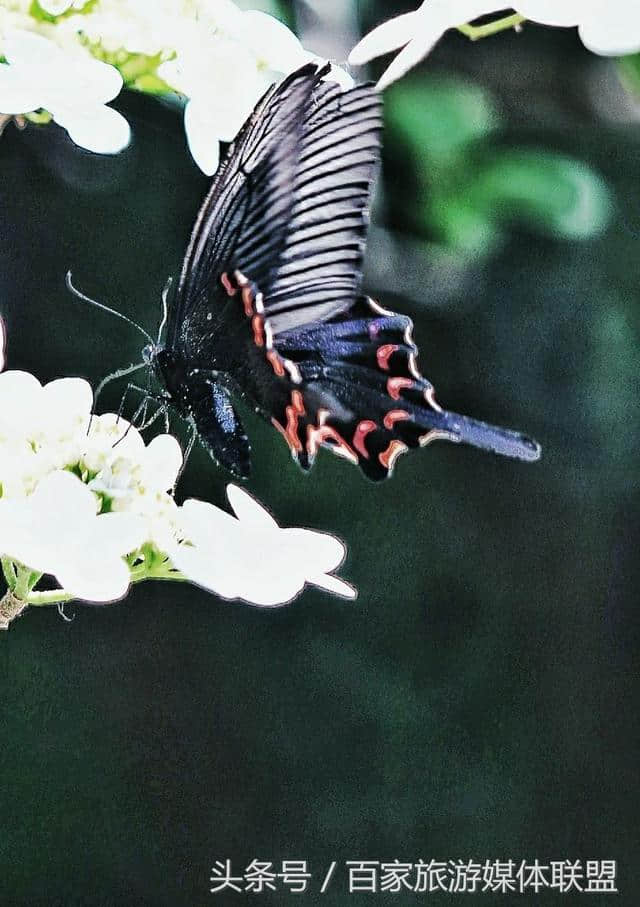 邂逅虎凤蝶与琼花的缠绵悱恻，感悟蝶与花的轮回爱情