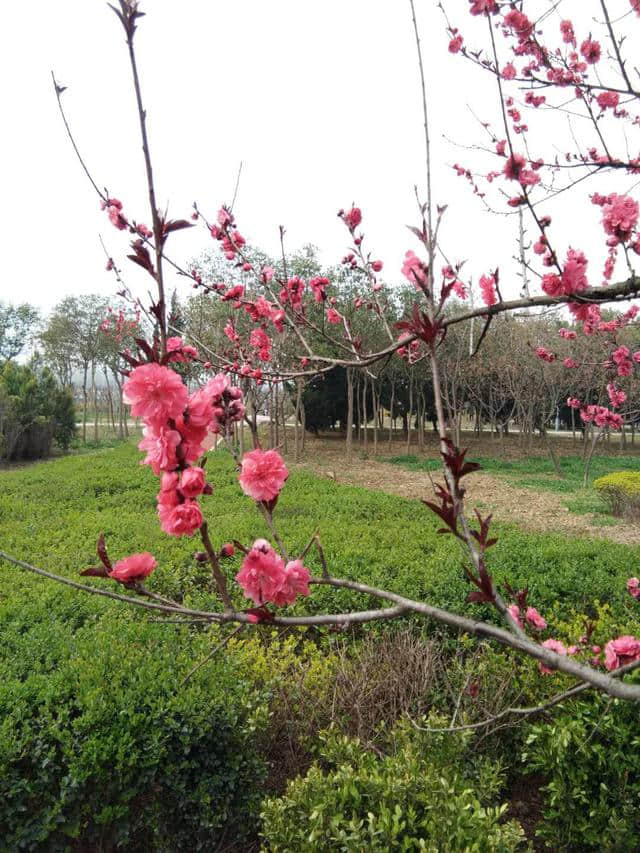 三月将尽：花开堪折直须折,莫待无花空折枝