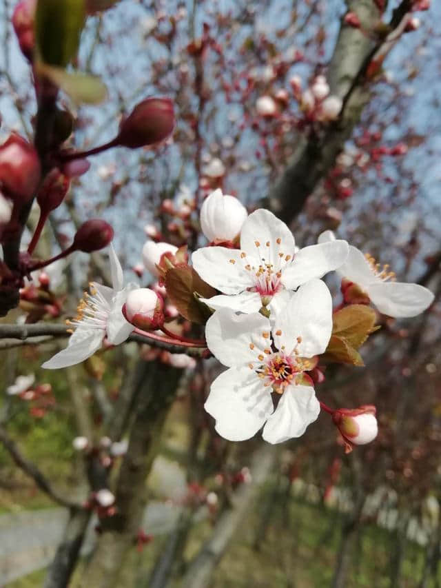 三月将尽：花开堪折直须折,莫待无花空折枝