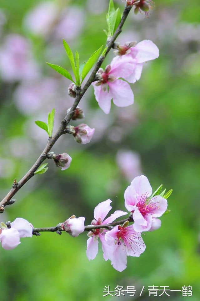 花落花飞花满天