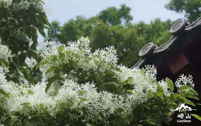 错过再等一年！仙山古刹华严寺，百年流苏花盛开