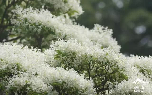 错过再等一年！仙山古刹华严寺，百年流苏花盛开