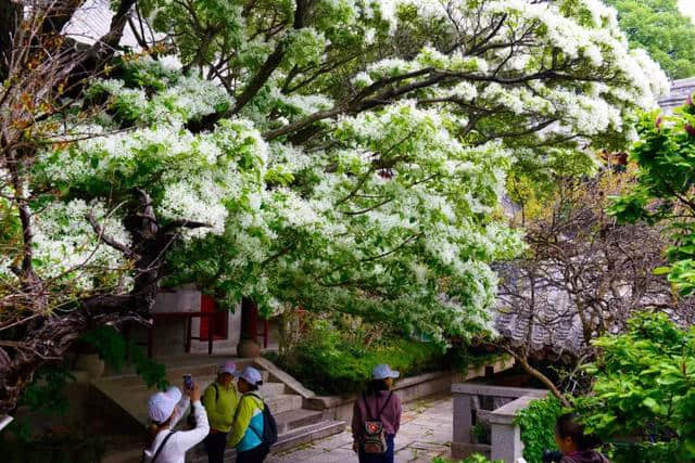 错过再等一年！仙山古刹华严寺，百年流苏花盛开