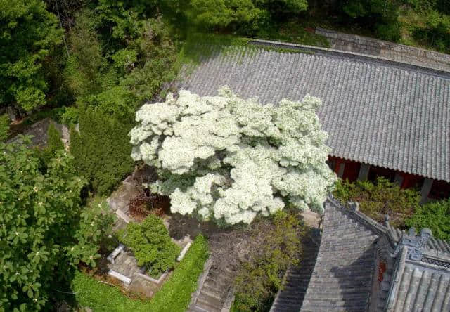 错过再等一年！仙山古刹华严寺，百年流苏花盛开