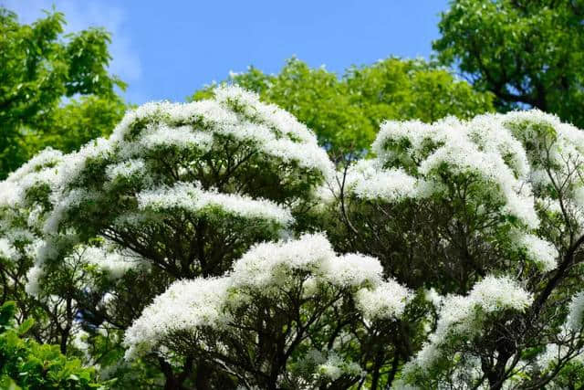 错过再等一年！仙山古刹华严寺，百年流苏花盛开