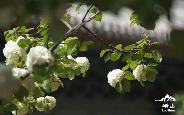 错过再等一年！仙山古刹华严寺，百年流苏花盛开