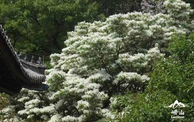 错过再等一年！仙山古刹华严寺，百年流苏花盛开