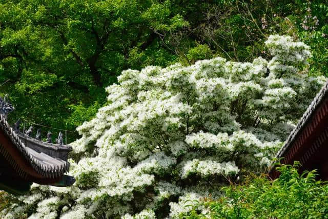 错过再等一年！仙山古刹华严寺，百年流苏花盛开